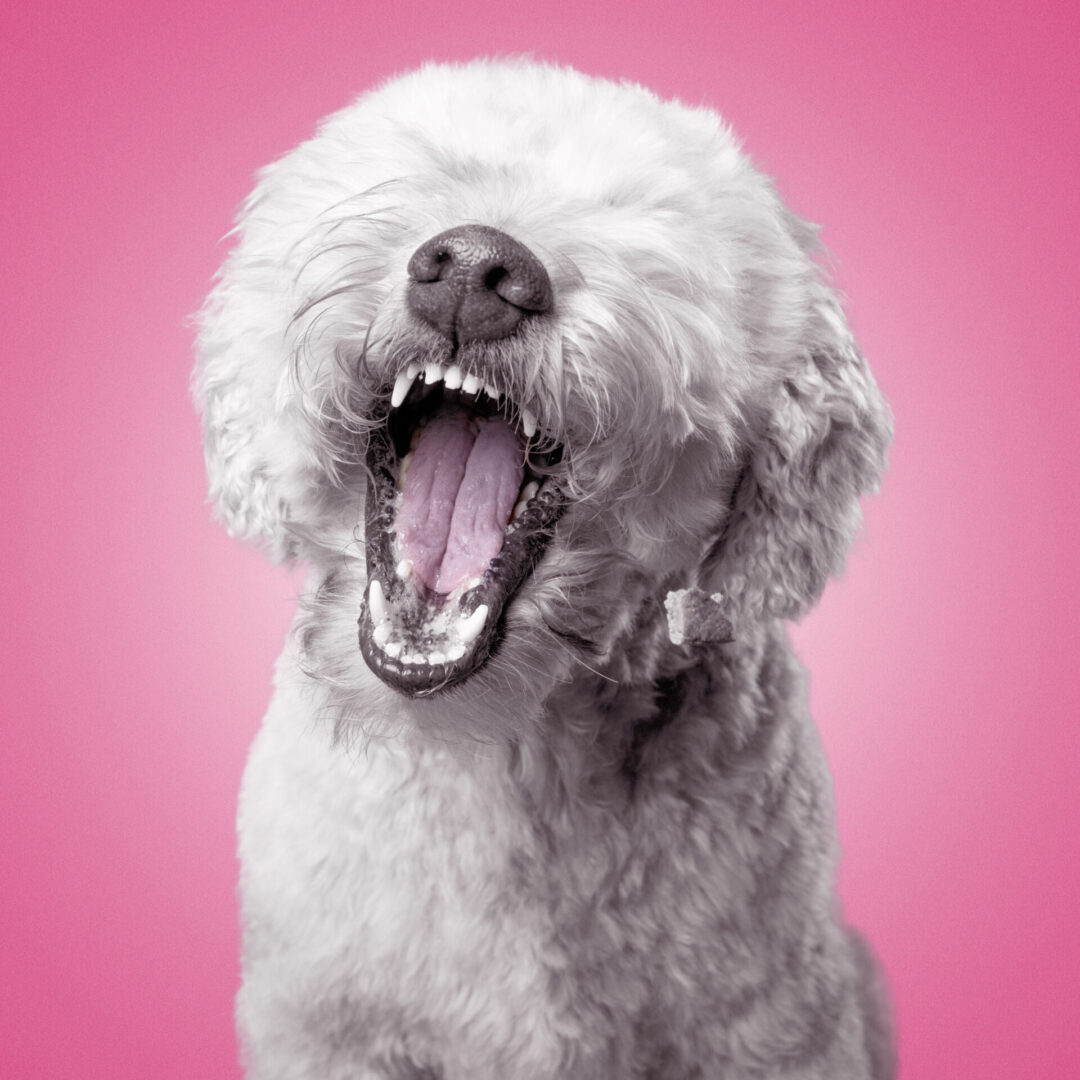 White fluffy dog yawning against pink background.